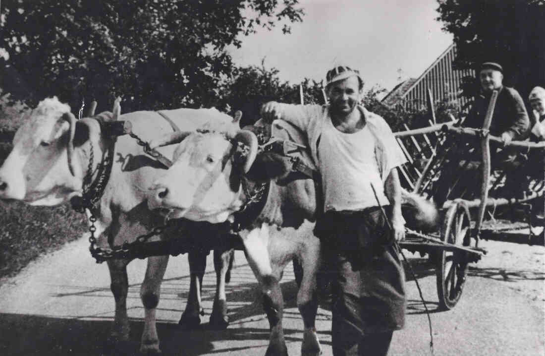 Ausfahrt mit Kuhgespann und Leiterwagen - Karner Adolf