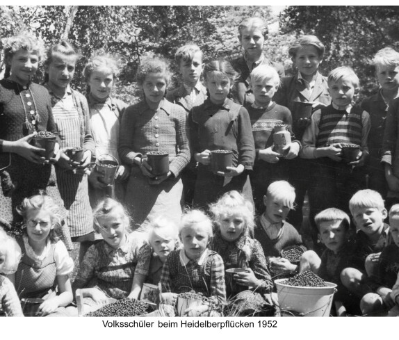 Volksschüler beim Heidelbeerpflücken