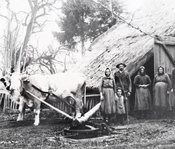 Dreschen mit Kühen und Göpelantrieb