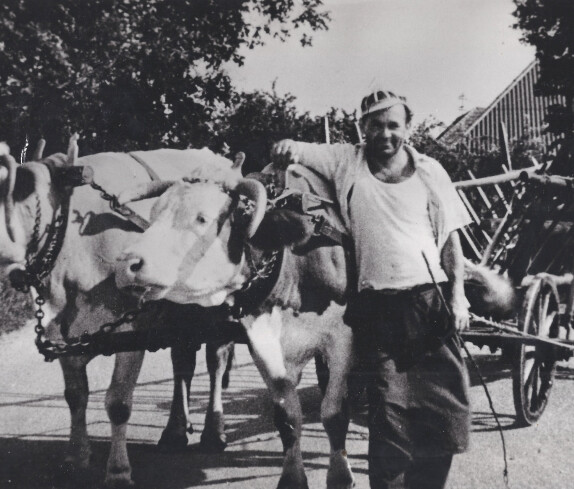 Ausfahrt mit Kuhgespann und Leiterwagen - Karner Adolf