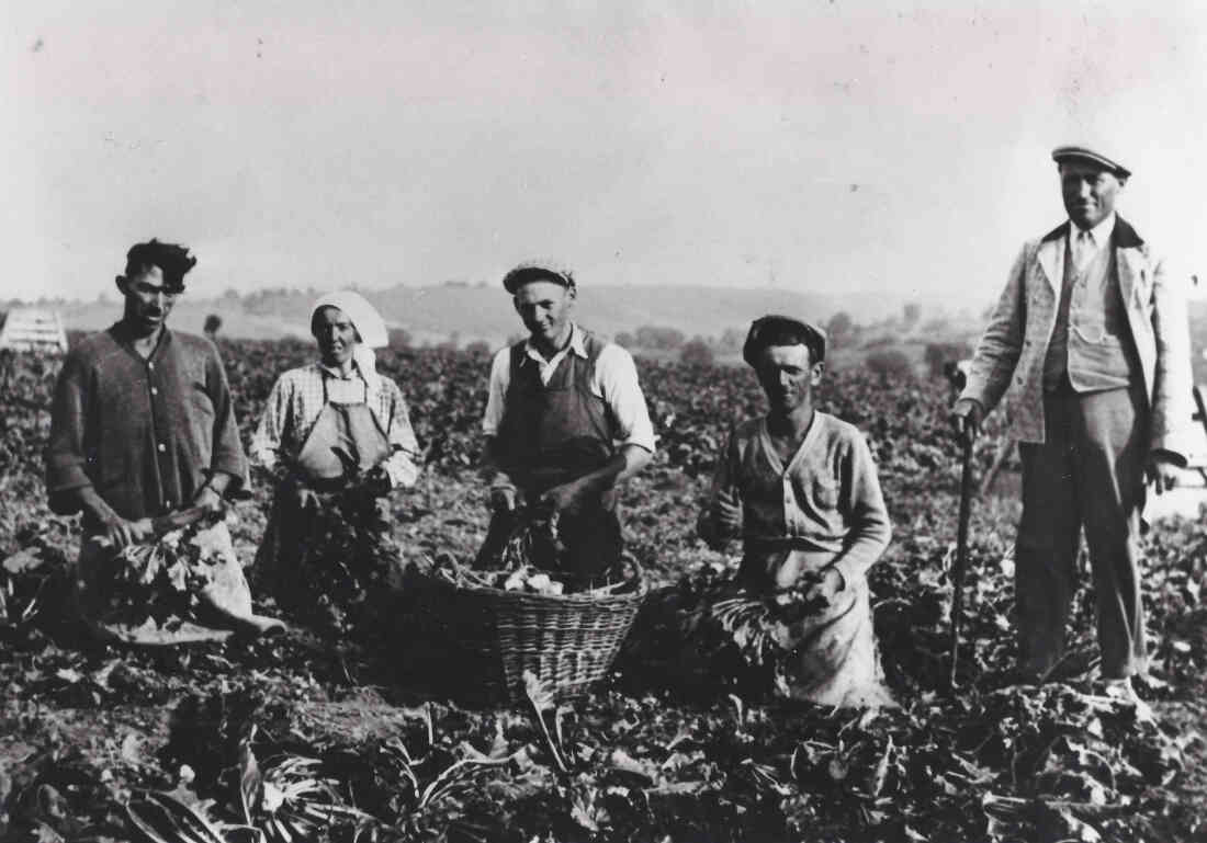 Bei der Burgunderernte