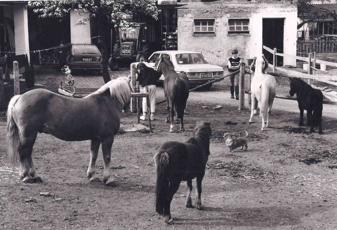 Reitsport in Willersdorf